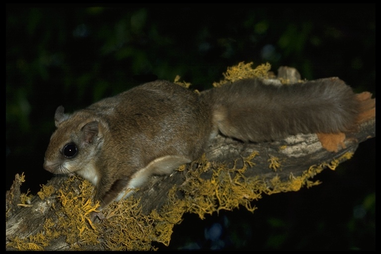 Image of Carolina Flying Squirrel