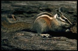 Image of lodgepole chipmunk