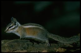 Image of lodgepole chipmunk