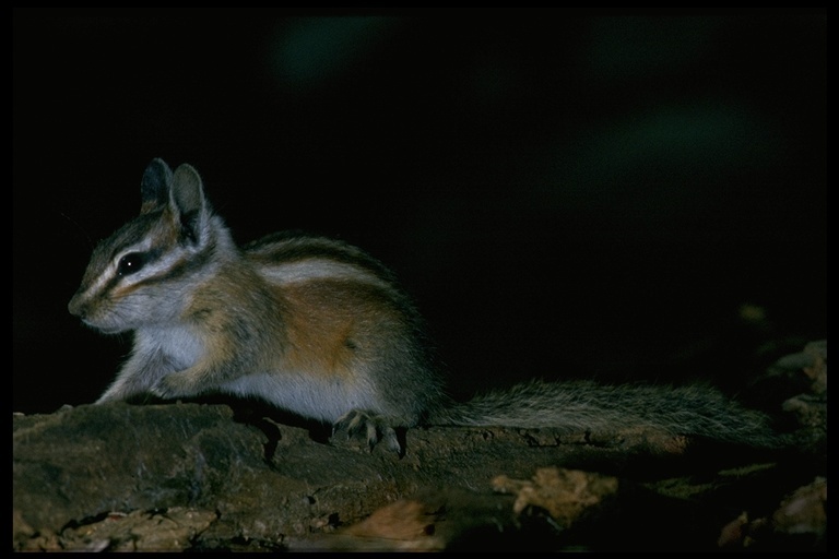 Image of lodgepole chipmunk