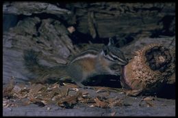 Image of lodgepole chipmunk