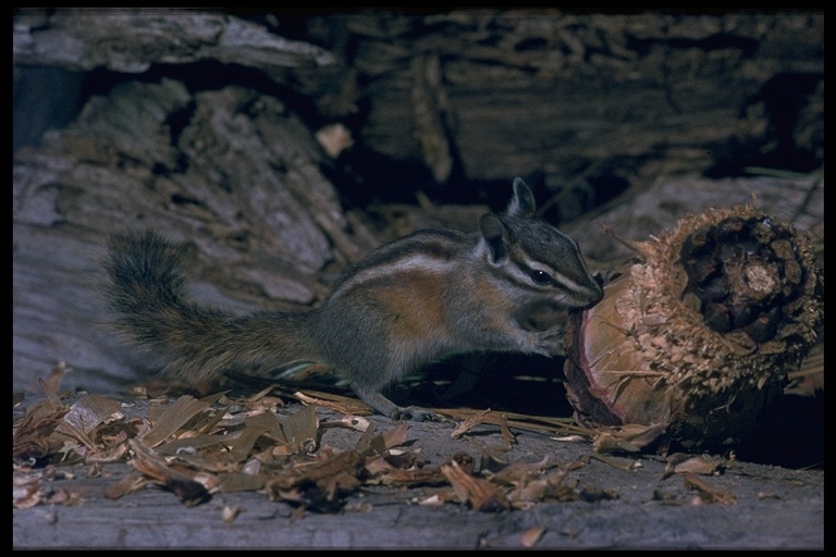 Image of lodgepole chipmunk