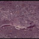 Image of Northern Grasshopper Mouse