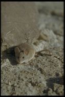 Image of Deer Mouse