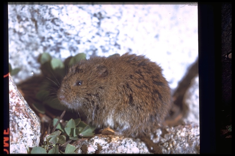 Image of montane vole