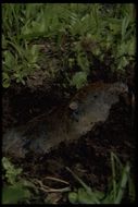 Image of Mountain Pocket Gopher