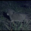 Image of Townsend's pocket gopher