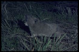 Image of Townsend's pocket gopher