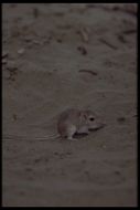 Image of long-tailed pocket mouse