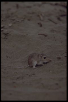 Image of long-tailed pocket mouse