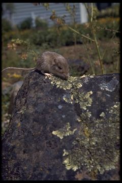 Image of long-tailed pocket mouse