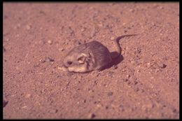 Image of Pale Kangaroo Mouse
