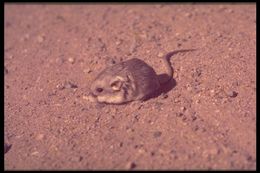 Image de Microdipodops pallidus Merriam 1901