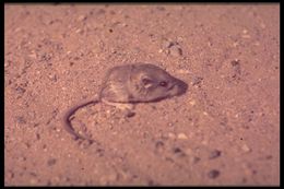 Image of Pale Kangaroo Mouse