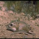 Image of Panamint Kangaroo Rat