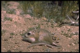 Image of Panamint kangaroo rat