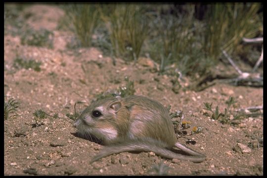 Image of Panamint kangaroo rat