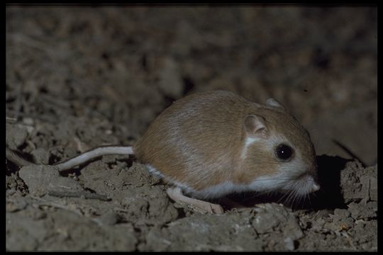 Sivun Calaverasinkengurotta kuva