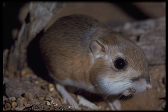 Image of Kangaroo rat