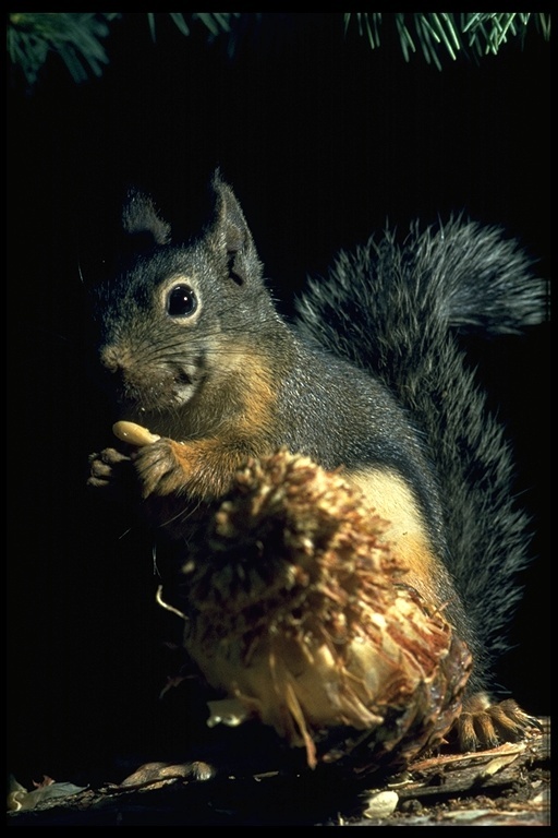 Image of Douglas's Squirrel