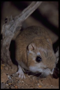 Слика од Dipodomys Gray 1841