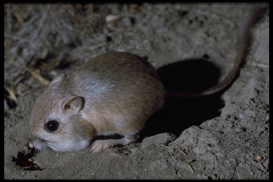 Image of Kangaroo rat