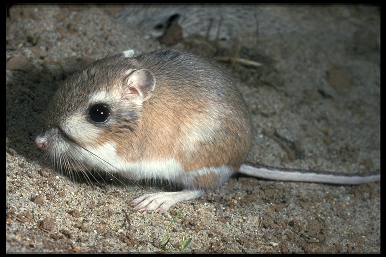 Image of Kangaroo rat