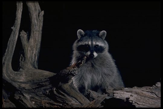 Image of Northern Raccoon