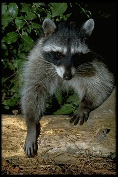 Image of Northern Raccoon