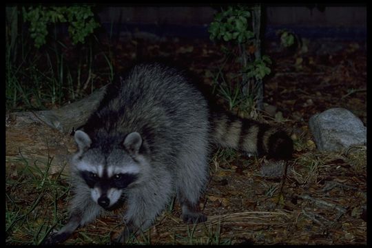 Image of Northern Raccoon