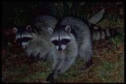 Image of Northern Raccoon