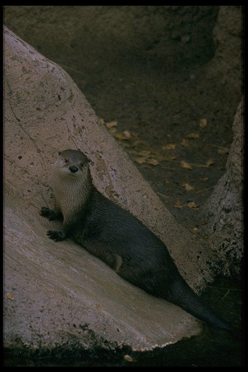 Plancia ëd Lontra canadensis (Schreber 1777)