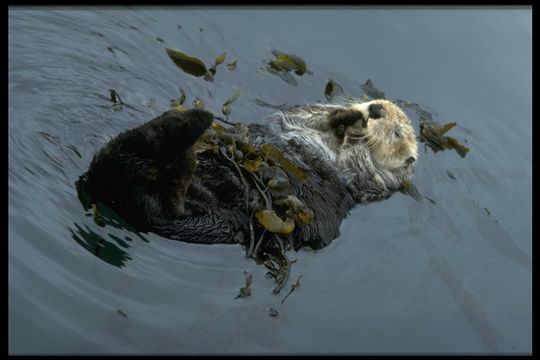 Image of Sea Otter