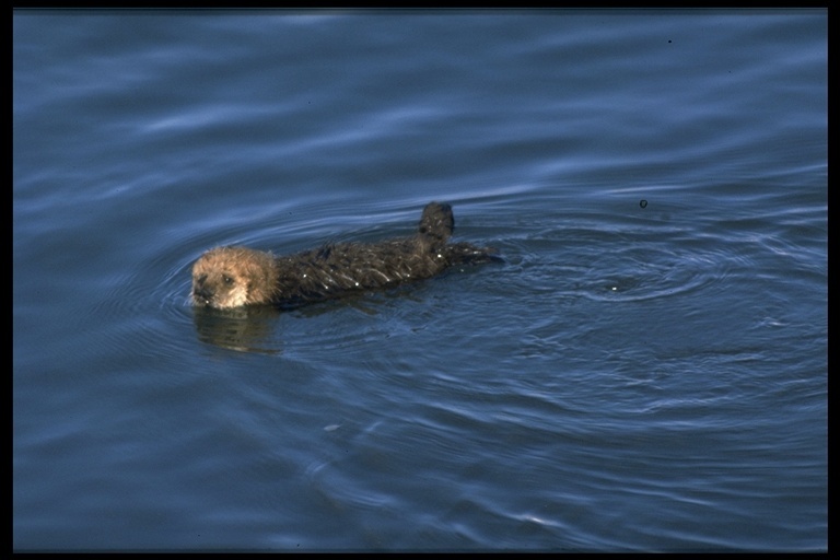 Image of Sea Otter