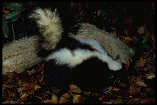 Image of Striped Skunk