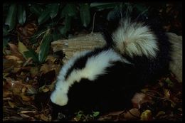 Image of Striped Skunk