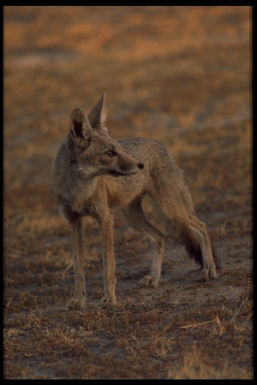 Image of Desert Fox