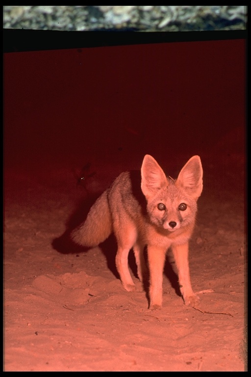 Image of Desert Fox