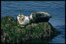 Image of common seal, harbour seal