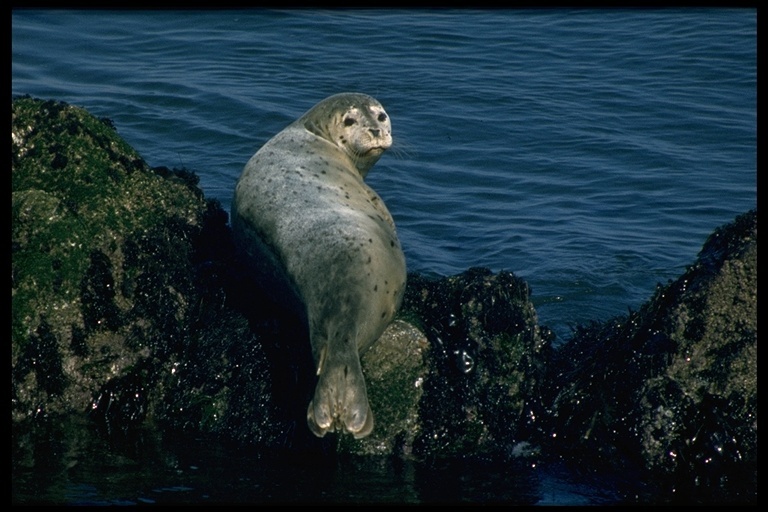 Image of common seal, harbour seal