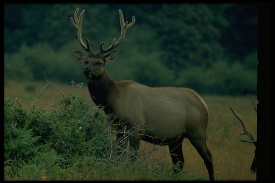 Image of <i>Cervus canadensis</i>