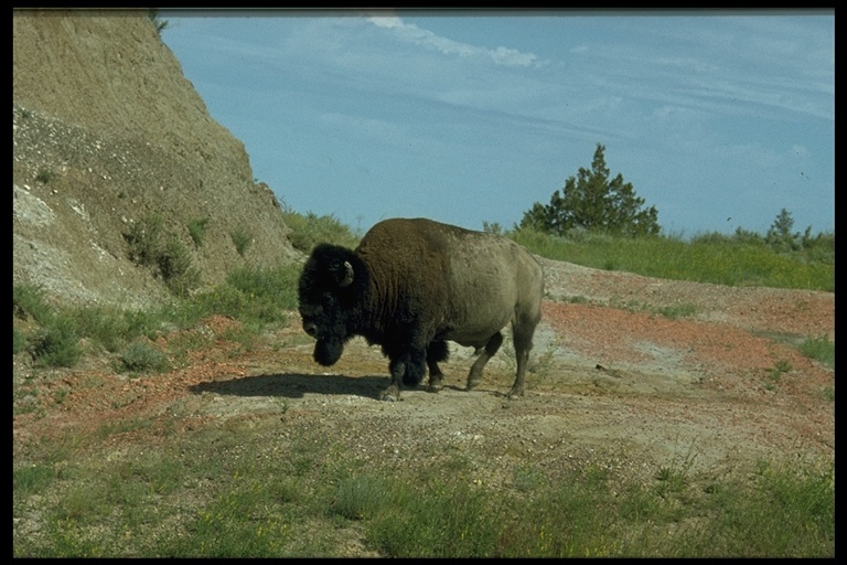 Image of American Bison