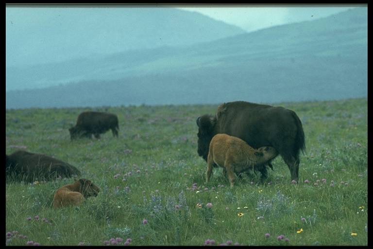 Image of American Bison