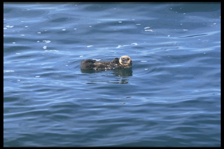 Image of Sea Otter