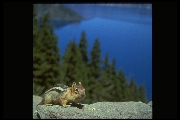 Image of golden-mantled ground squirrel