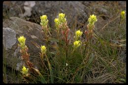 Image of Tiburon paintbrush