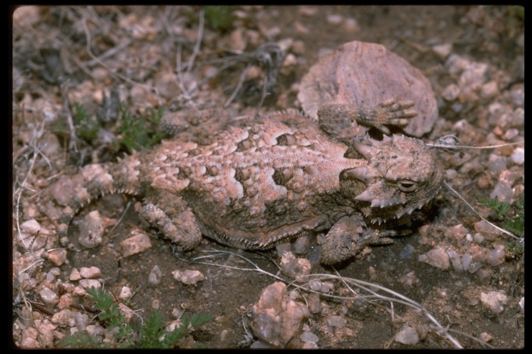 Image of Desert Horned Lizard