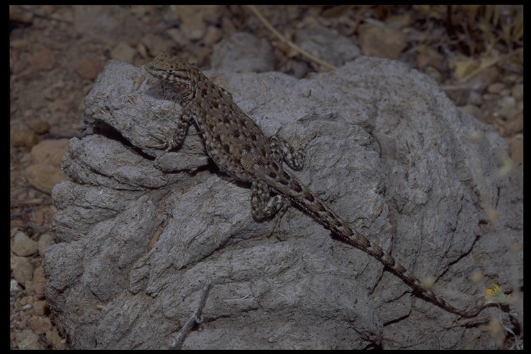 Image of common side-blotched lizard