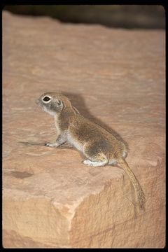 Image of Round-tailed Ground Squirrel