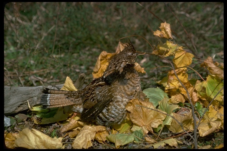 Imagem de Bonasa umbellus (Linnaeus 1766)